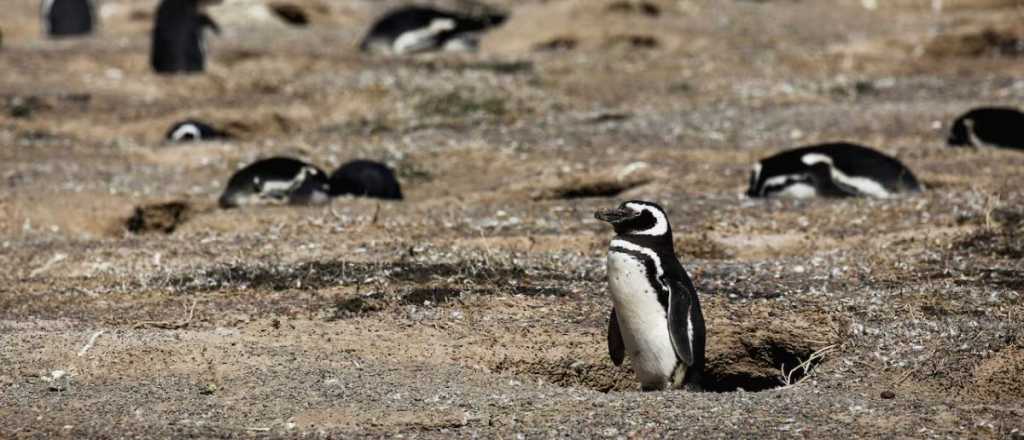 Matanza de pingüinos en Punta Tombo: hallaron culpable al ganadero