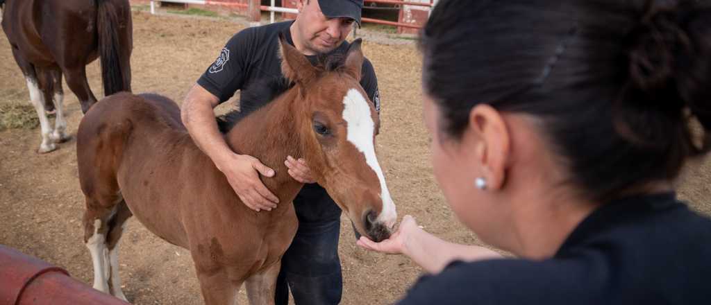 Nacieron cinco potrillos en la Policía de Mendoza luego de 19 años