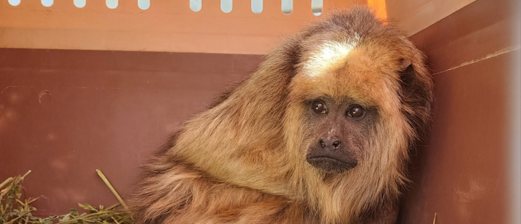 El Ecoparque trasladó más de 100 animales a una reserva en Santa Fe