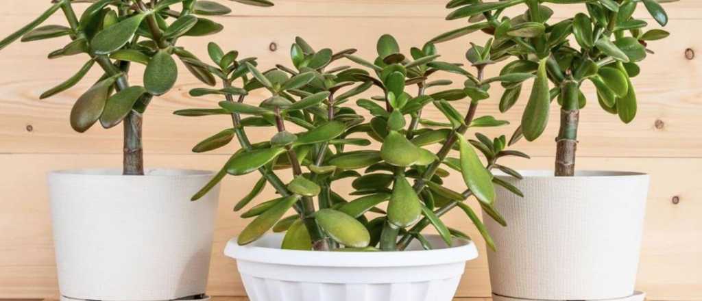 Árbol de jade: una excelente opción para tener en casa