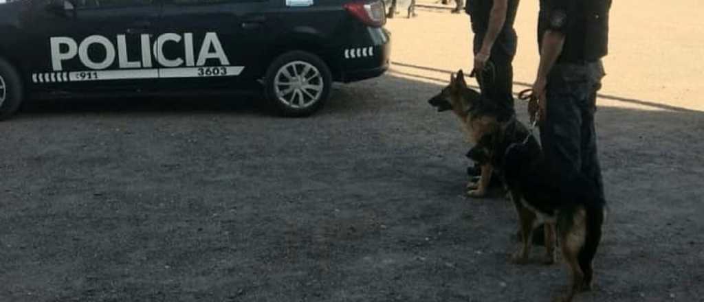 Esta es Siena, la perra de la Policía mendocina que encontró un arma