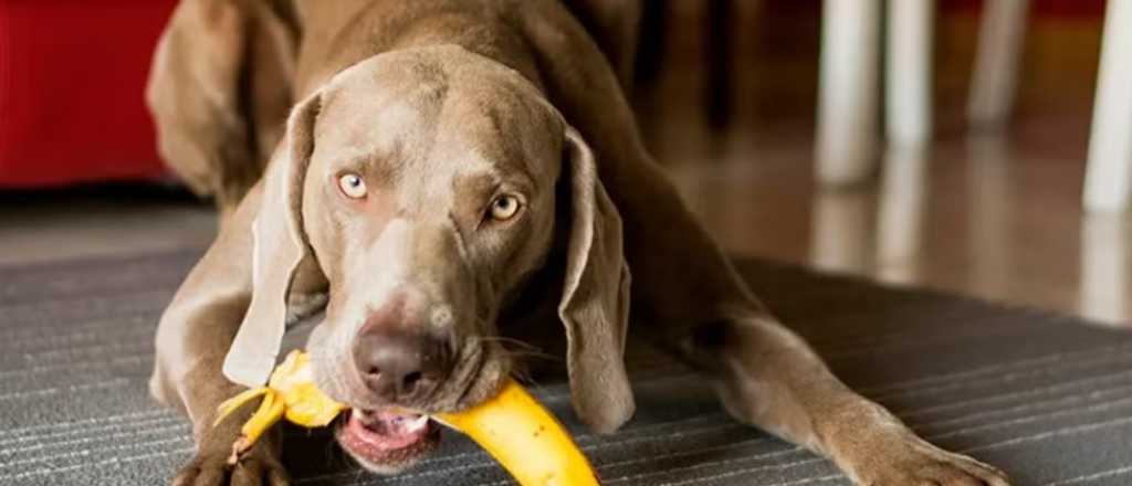 Qué frutas podés darle a tu mascota