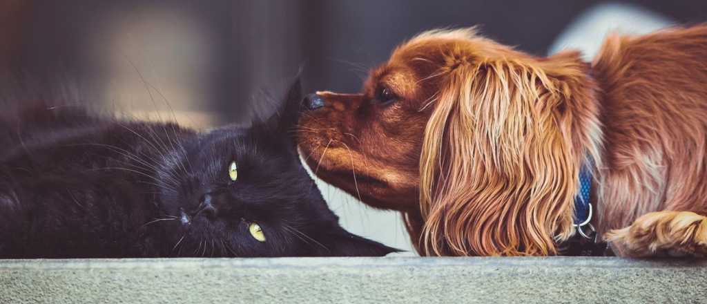 ¿Dónde dejo mi mascota? Opciones para cuando nos vamos de viaje