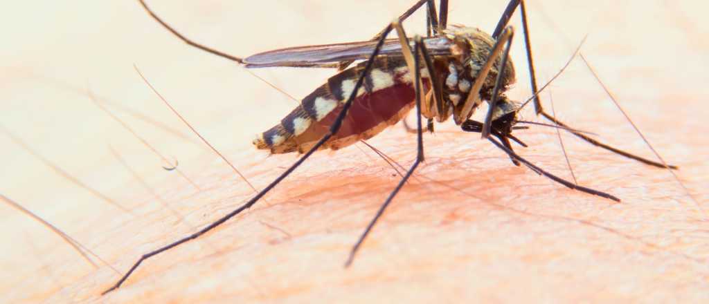 ¿Qué tipo de sangre atrae más a los mosquitos?