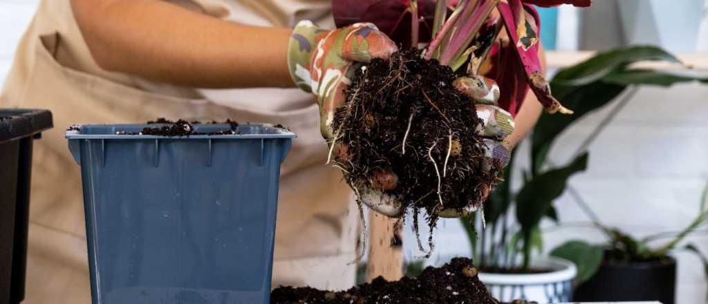 Plantas con exceso de riego: consejos para salvarlas antes de que sea tarde