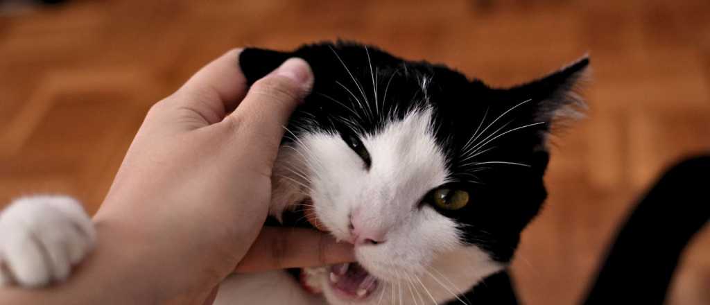 ¿Tu gato muerde mucho? Descubrí cómo corregir esta conducta