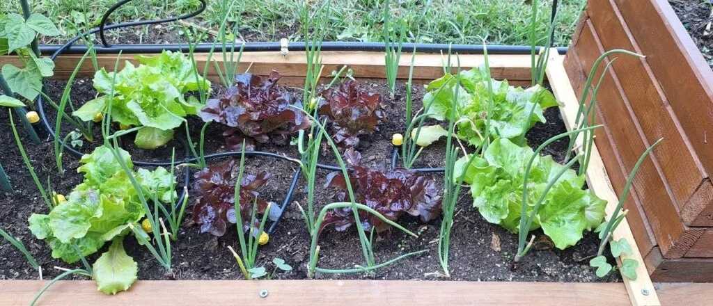 Cuál es la mejor época del año para plantar cebolla en tu patio