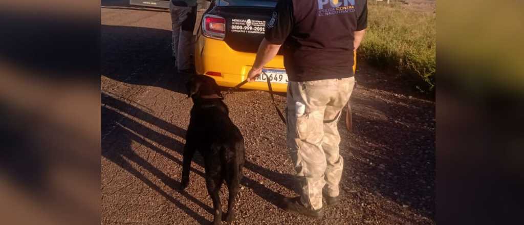 Con perros, la Policía descubrió 1 kg de cocaína en un taxi en Monte Comán