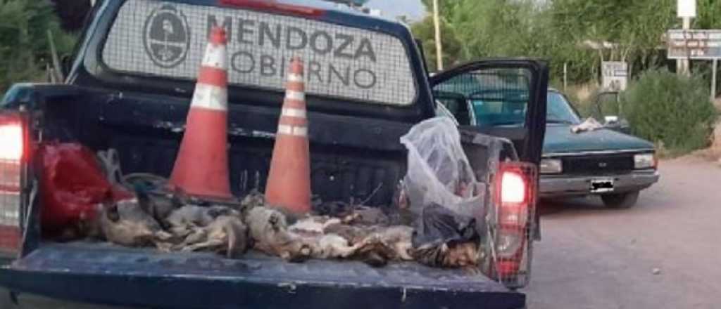 Cuatro cazadores de vizcachas detenidos en San Carlos