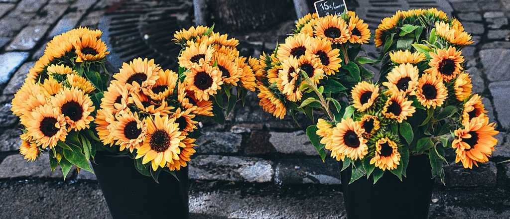 Girasol en maceta: guía práctica para su cuidado