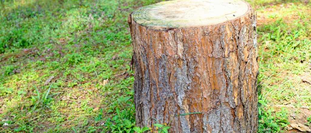 Cómo decorar un TRONCO de ÁRBOL CORTADO