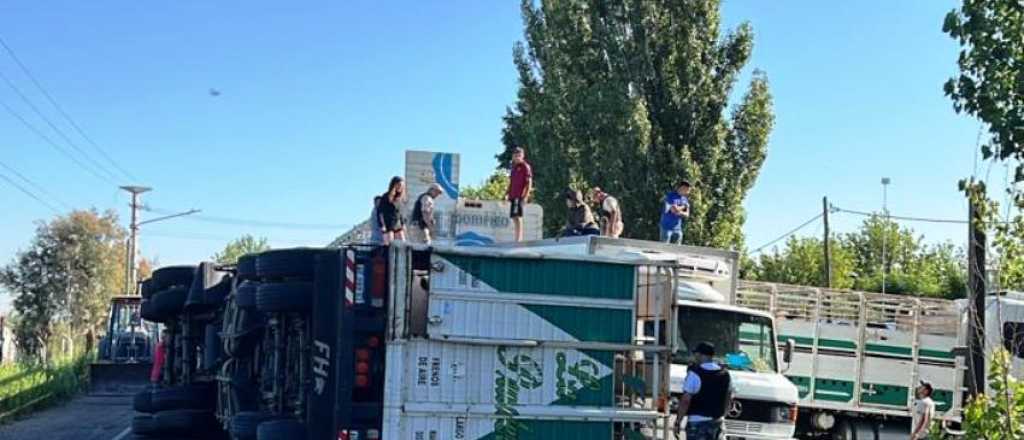 Un camionero se quedó dormido en el Acceso Este: volcó y murieron 7 vacas