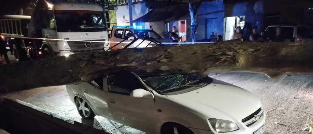 Un árbol cayó en Godoy Cruz, dejó siete heridos y dos autos destruidos