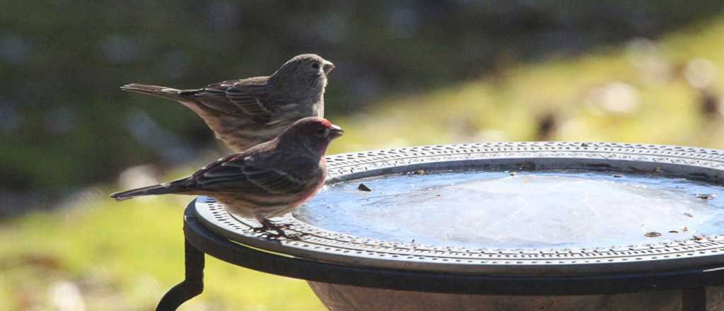 ¿Qué significa cuando un pájaro visita tu hogar?