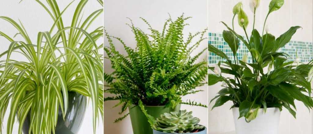 Plantas que absorben la humedad y previenen el moho en interiores