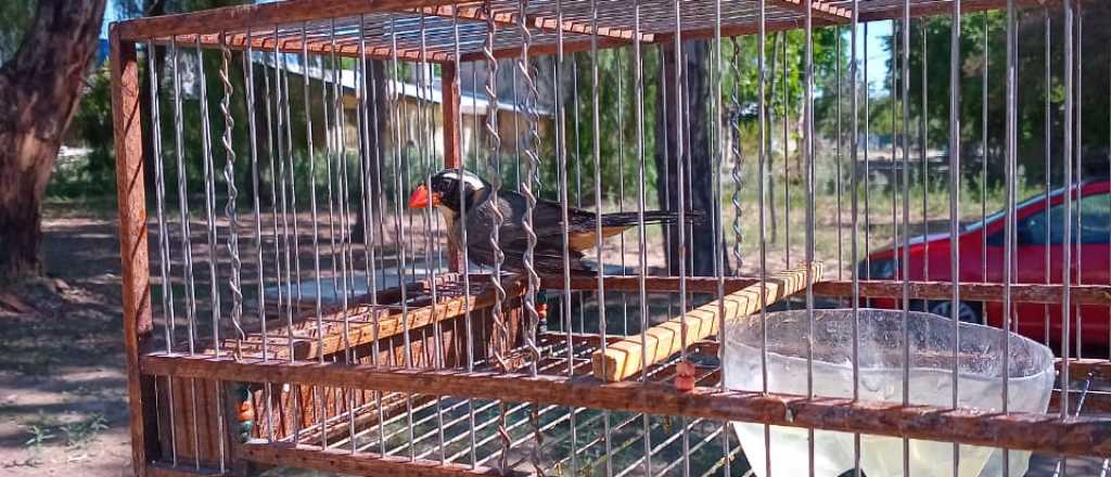 Rescataron aves maltratadas y exhibidas en redes sociales