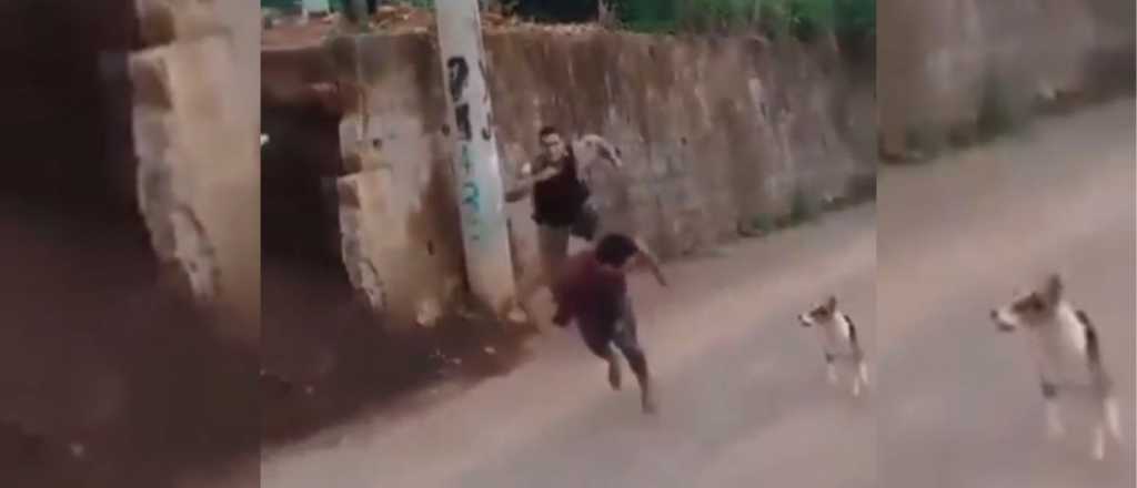 Video: un perro callejero ayudó a atrapar un ladrón