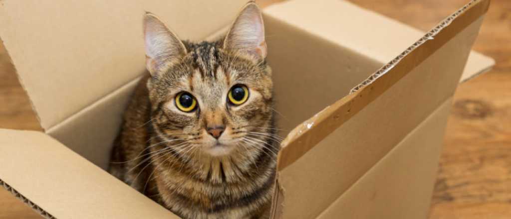 ¿Por qué los gatos adoran las cajas?: la ciencia detrás de este comportamiento