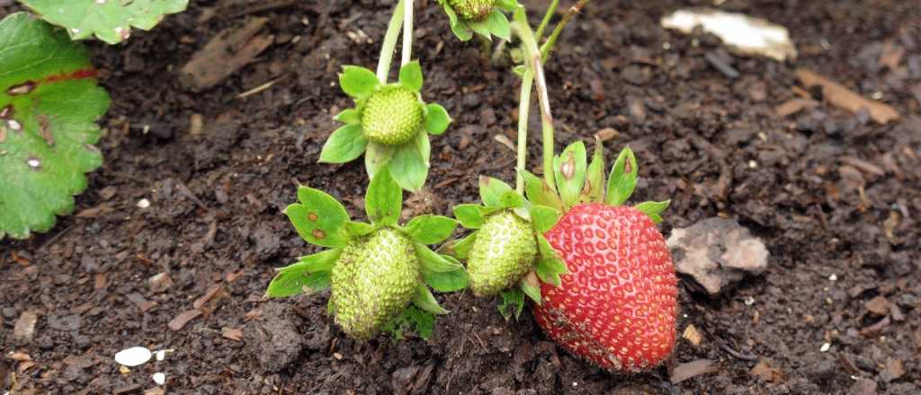 Cuál es la mejor época del año para plantar frutillas en tu jardín