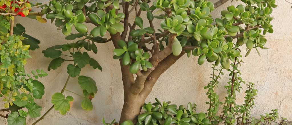 Cómo plantar un árbol de jade en tu casa: paso a paso