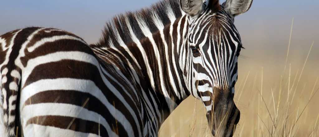 Por qué las cebras tienen rayas: Las teorías más fascinantes