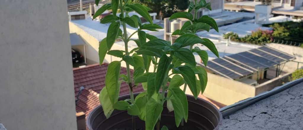 Cómo cultivar y cuidar la albahaca de tu jardín