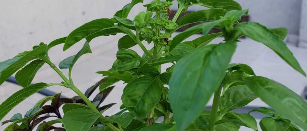 La planta que sirve para condimentar y calma los dolores de cabeza