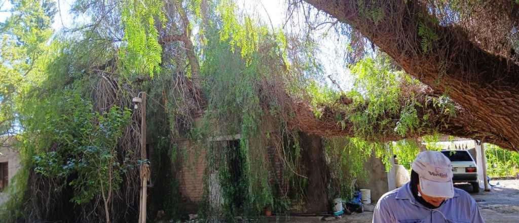 Un árbol cayó sobre una casa, en Junín