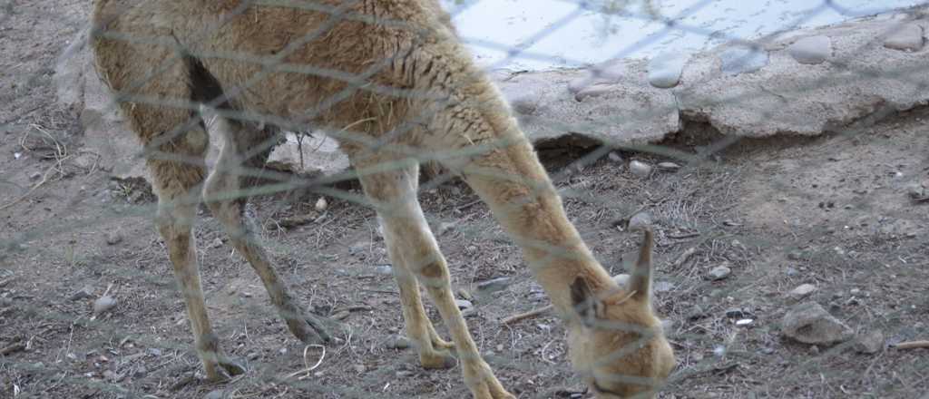 Así están los animales "vivos" del zoológico de Mendoza