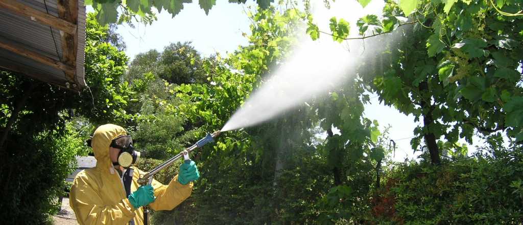 Media sanción para el programa de control de Lobesia Botrana en Mendoza