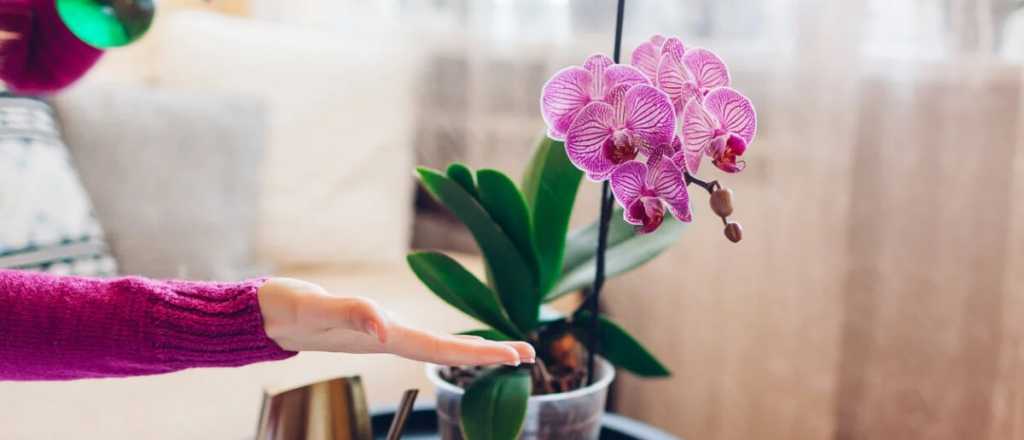 La planta de interior con flores hermosas y que requiere pocos cuidados