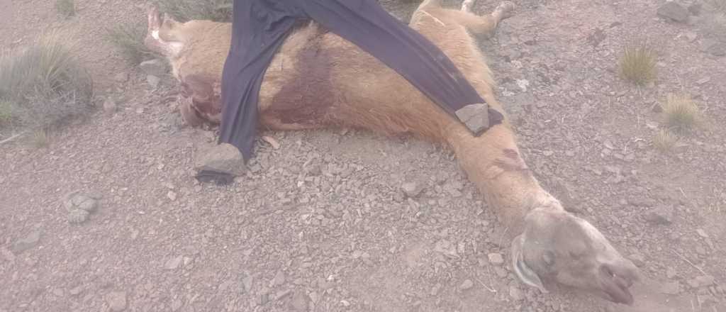 Cazadores mataron 3 guanacos y amenazaron a los guardaparques