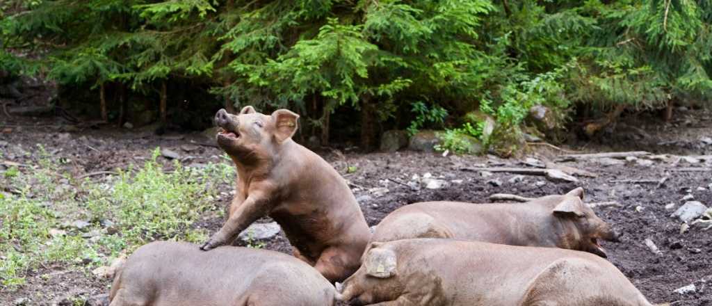 Ladrones asaltaron a una mujer y le robaron chanchos y un pato en Maipú