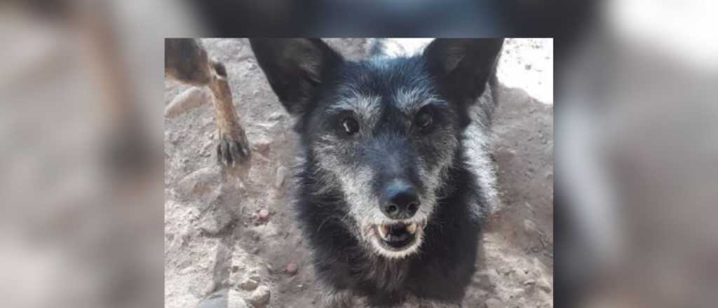 Un refugio de Mendoza denuncia que una perrita murió por la pirotecnia