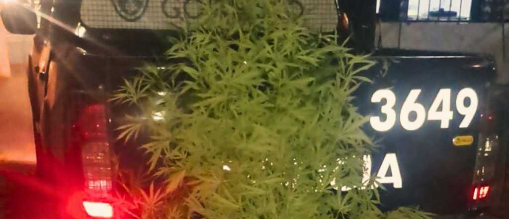 La policía desactivó un cultivo ilegal de marihuana en Las Heras