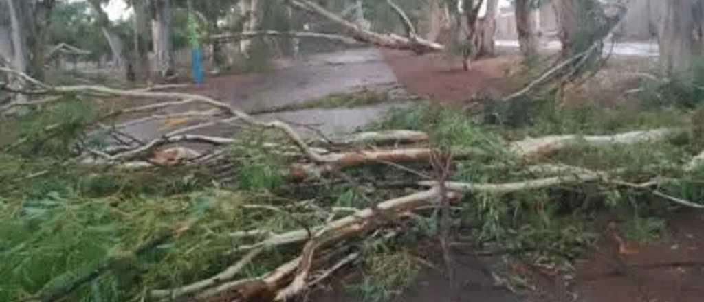 La Paz fue "devastada" en diez minutos de tormenta: 100 árboles caídos