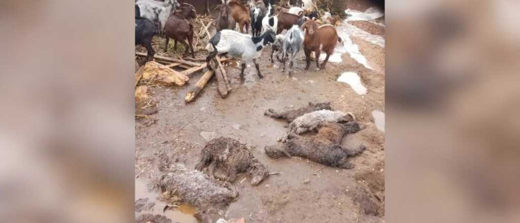 Fotos: la tormenta arrasó con 80 chivos en Malargüe