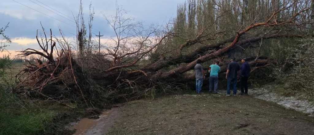 El saldo de la tormenta: cientos de familias sin luz y árboles caídos en Mendoza