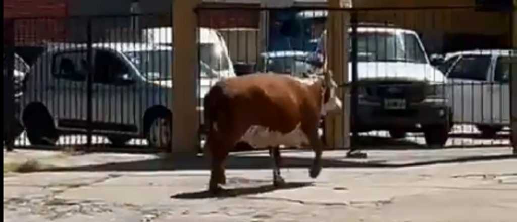 Video: una vaca se tiró de un camión que iba camino al matadero