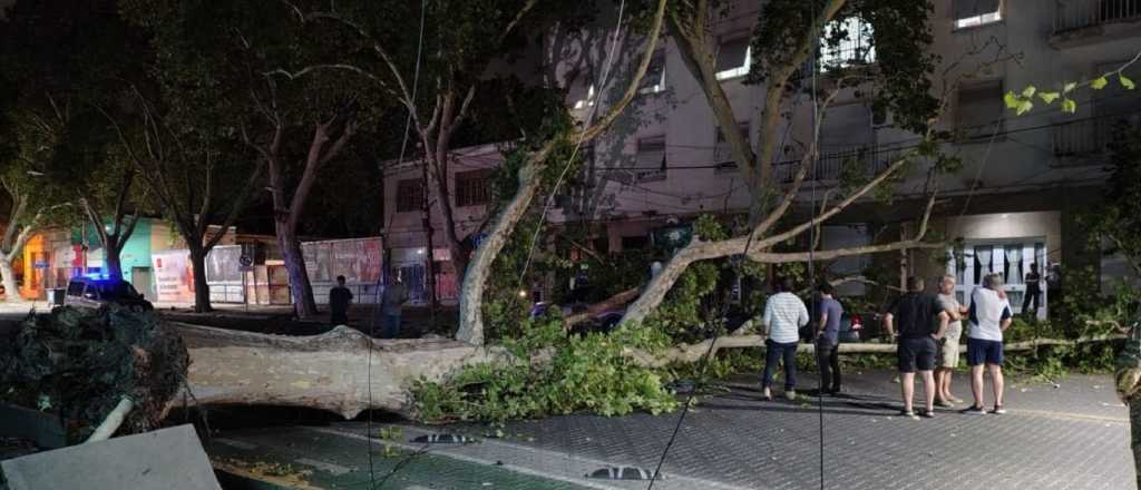 Un árbol se desplomó en Ciudad y destrozó dos autos