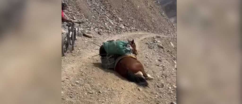 Videos: ciclistas salvaron a una mula atrapada en Tunuyán