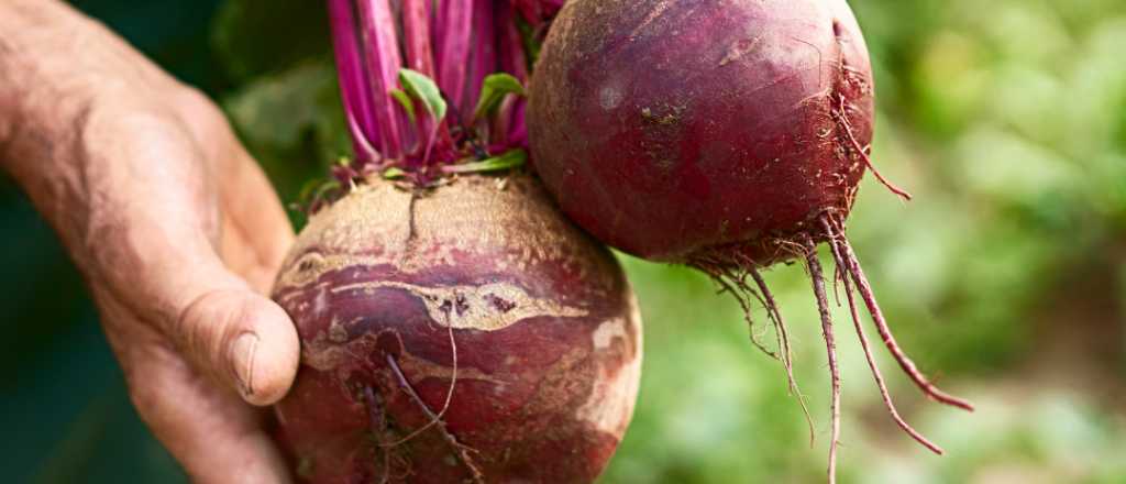 Cuál es la mejor época del año para plantar remolacha en tu jardín