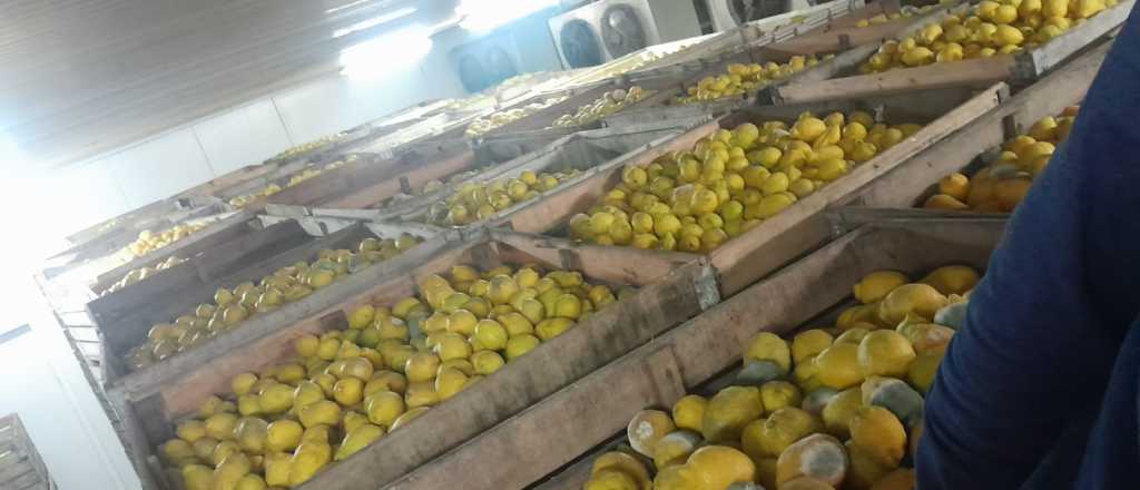 Sequía, aumento de costos y boom de la caña: por qué suben los limones