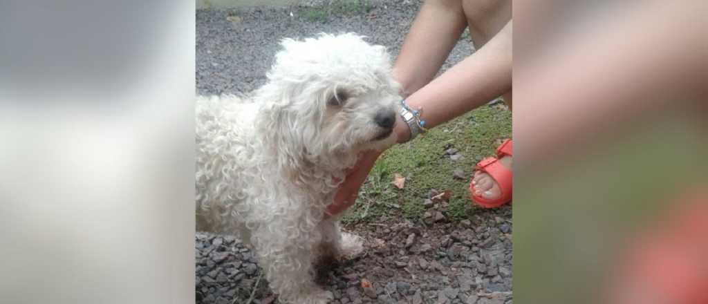 Un hombre ahorcó y mató a su caniche en Las Heras y su hija lo denunció
