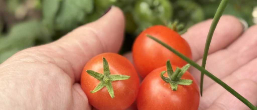 Cuál es la mejor época del año para plantar tomates cherry en tu jardín