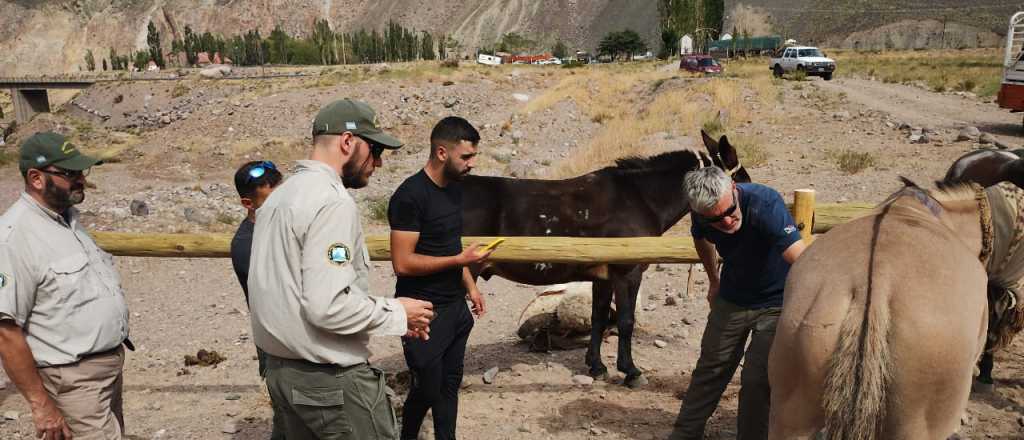 Confiscaron 70 mulas y detuvieron a dos personas en el Parque Aconcagua