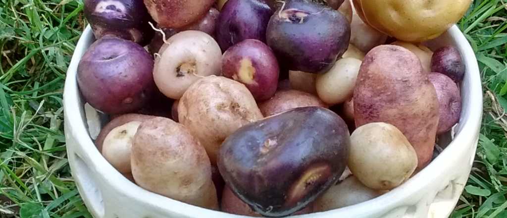 Cuál es la mejor época del año para plantar papines andinos en tu jardín