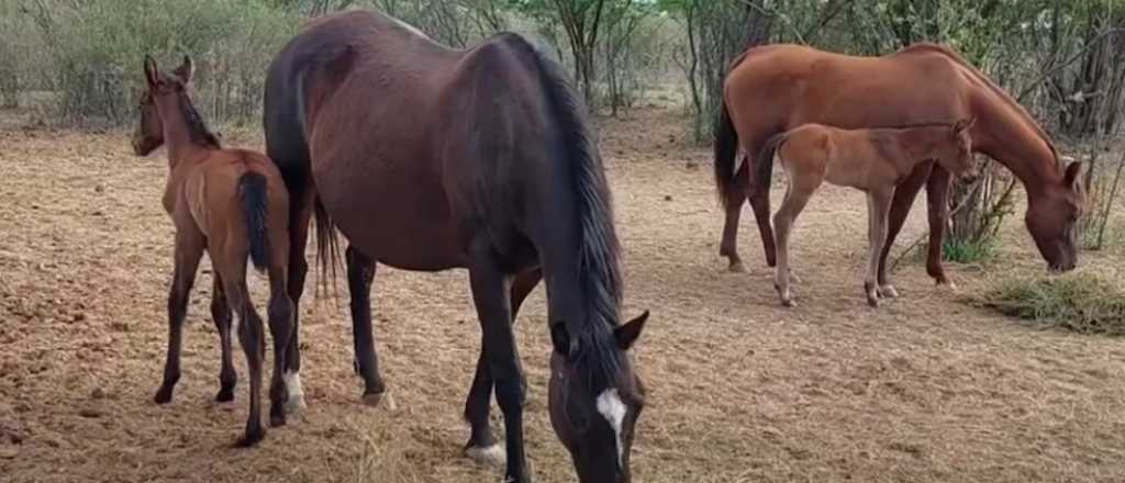 Un caballo pateó a un hombre y le fracturó la cara en General Alvear