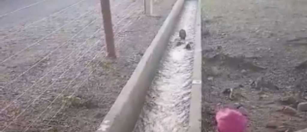 Video peligroso y viral: niños se sumergen en un canal de Tunuyán