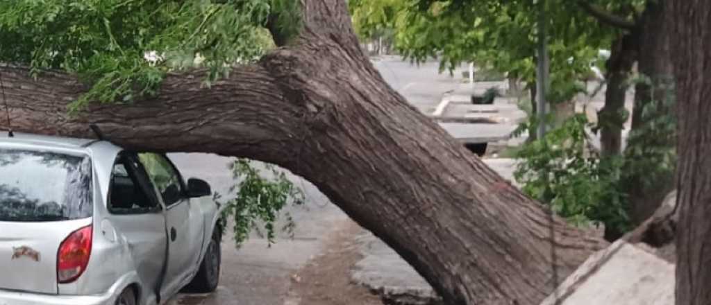 Temporal en San Rafael: árboles caídos y autos aplastados